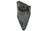 Partial Megalodon Tooth - South Carolina #268618-1